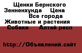 Щенки Бернского Зенненхунда  › Цена ­ 40 000 - Все города Животные и растения » Собаки   . Алтай респ.